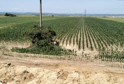 Teren Oarja de 8 400 mp, langa Pasarela A1, 5,5 euro/mp la Pretul 46 200 Euro. - 3