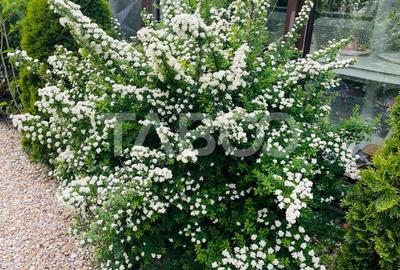 Casă individuală cu 4 camere cu Canalizare în Șelimbăr - 14