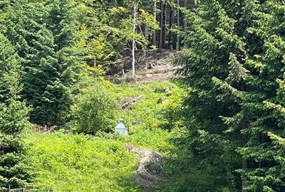 Teren Construcții extravilan de 600 mp, în Timișu de Sus - 3