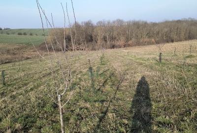 Teren de 8700 mp, în Ramna - 4