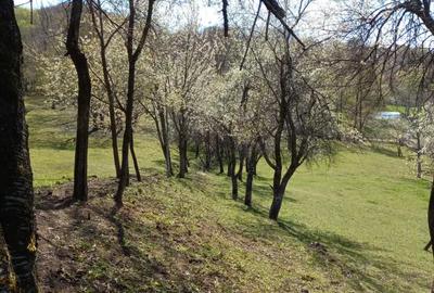 Teren de 2600 mp, în Mosoroasa - 2