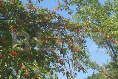 Casă cu 12 camere cu Teren 31300 Mp în Central - 3