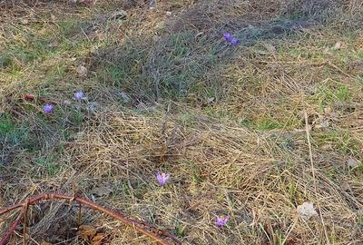 Teren Construcții intravilan de 3384 mp, în Sud-Est - 2