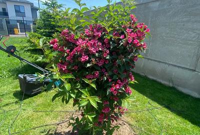 Casa de vanzare in Ciorogarla - 5