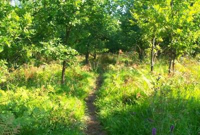 Spațiu comercial, în Nădăștia - 5