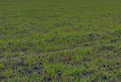 Spațiu comercial, în Remetea Mică - 3