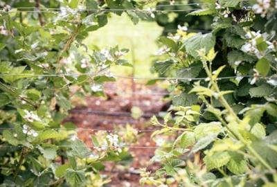 Teren agricol intravilan de 7603 mp, în Delenii - 16