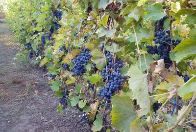 Casă cu 2 camere în Giurgița - 2