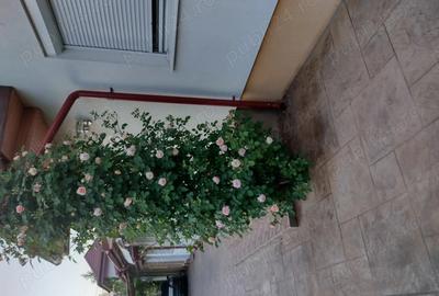 Casă cu Teren 1172 Mp în Corbeanca - 4