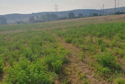 Teren de 2120 mp, în Petrești - 9