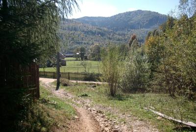 Teren de 1500 mp, în Molid - 5