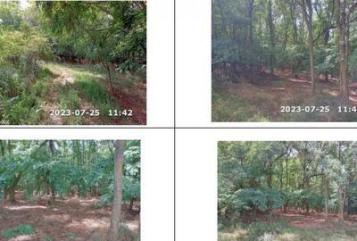 Teren padure, cota de 1/48 Horgesti, ID: R2325871 - 22