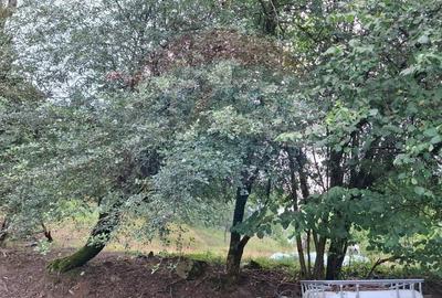 Teren Construcții intravilan de 2635 mp, în Bârzava - 5