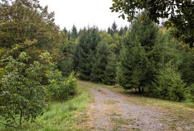 Casă cu 4 camere cu Teren 2100 Mp în Central - 11