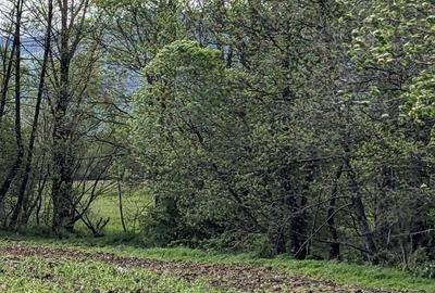 Teren în Copăcel - 6