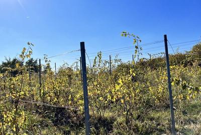 14Ha podgorie, livada pomi fructiferi, si conac 3000mp - 4