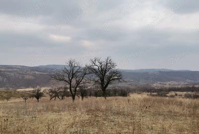 Teren de 9700 mp, în Dănulești - 4