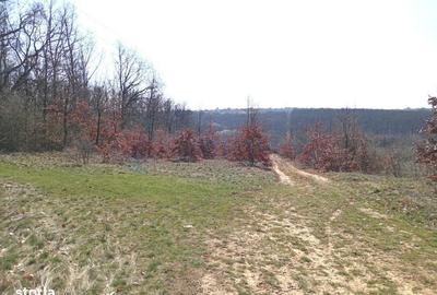 Spațiu comercial, în Paleu - 1