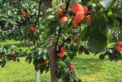 Casa+teren 1.100mp in Ra?nov - 7