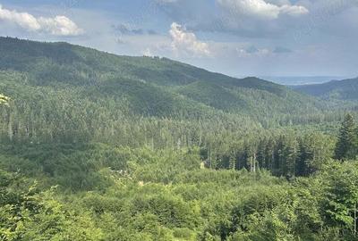 Investi?ie valoroasa in masivul forestier Babeni 179,6 ha - 1