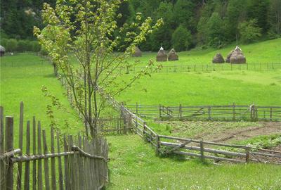 Teren de 2800 mp, în Dâmbovicioara - 6