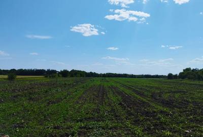 Teren intravilan de 6600 mp, în Crevedia - 8