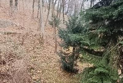 Proprietate cu priveliste si armonie placuta-Brasov - 10