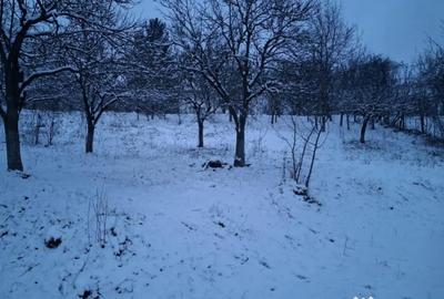 Teren de 5950 mp, în Scorțeni - 7