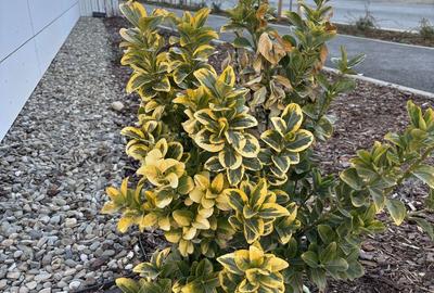 Casă cu 3 camere cu Teren 40 Mp în Nord - 5