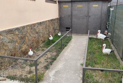 Casă cu 4 camere decomandat în Izvor - 1