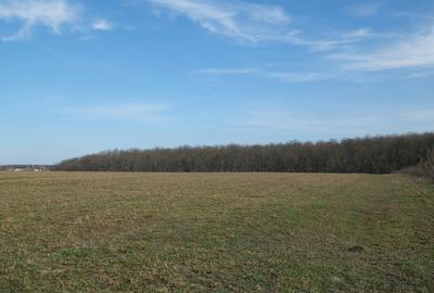 Teren în Găneasa - 4