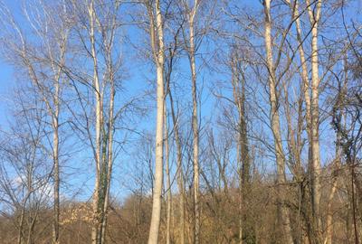 Teren de 2500 mp, în Exterior Vest - 2