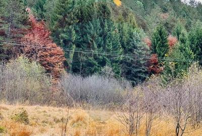 Teren 4,877mp Mara / Strada Principala - 5