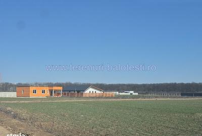 Spațiu comercial, în Balotești - 10