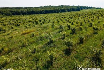 Spațiu comercial, în Berchieșu - 5