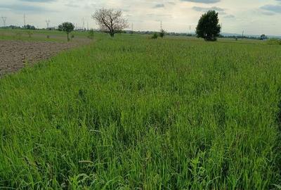 Satu Nou de Sus, 40 ari teren - 4