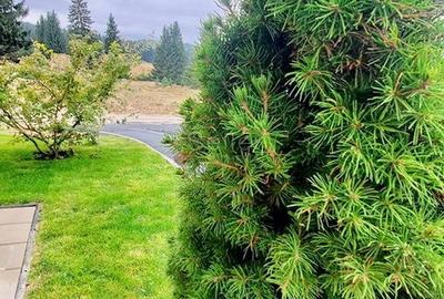 APARTAMENT DE VACANTA  - POIANA BRASOV - 7