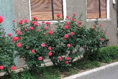 Apartament cu 2 camere semidecomandat în Horea - 8
