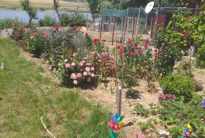 HORIA - 3 CAMERE ,SUPRAFATA 100 MP,TEREN 3000 MP CU DESCHIDE - 10