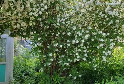 Casă cu 3 camere în Frumușani - 2