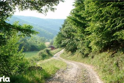 Teren de 6000 mp, în Vețel - 5
