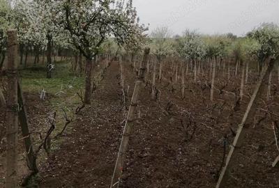 Casă cu 4 camere în Izvoru Dulce (Merei) - 3