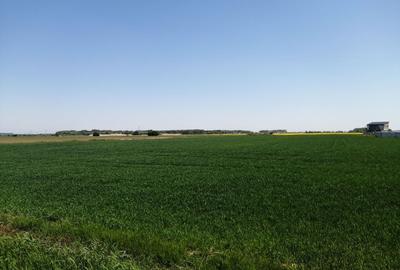 Teren intravilan 5114 mp in comuna 1 Decembrie - Ilfov - 2