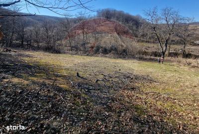 Teren de 4985 mp, în Sascut - 10