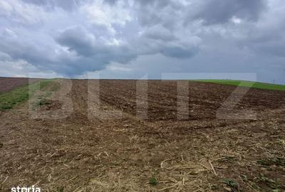 Teren de 5000 mp, în Bosanci - 6
