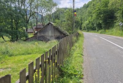 Teren de 4000 mp, în Muntele Băișorii - 5