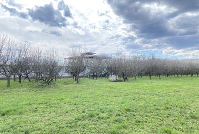 Teren în Pruni - 13