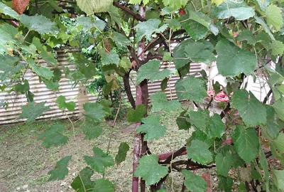 Casă cu 4 camere în Aurel Vlaicu - 15