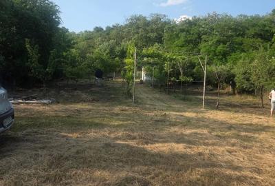 Teren de 2300 mp, în Podgoria - 6