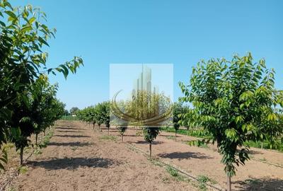 Teren agricol intravilan de 16000 mp, în Belinț - 11